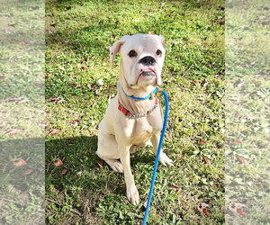 Boxer Dogs for adoption in Dumont, NJ, USA