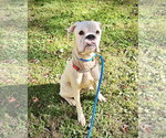 Gus - Male Boxer Dog for Adoption - Small photo