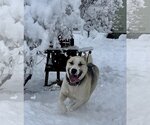 Small #2 German Shepherd Dog-Huskies  Mix