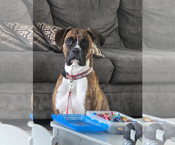 Medium Photo #1 Boxer Puppy For Sale in Woodbury, MN, USA