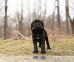 Small Photo #7 Mastiff-Neapolitan Mastiff Mix Puppy For Sale in BRISTOL, IN, USA