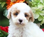 Image preview for Ad Listing. Nickname: Snowball
