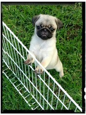 Pug Puppy for sale in LELAND, NC, USA