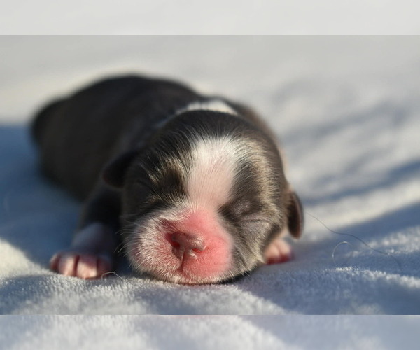 Medium Photo #1 Shih Tzu Puppy For Sale in PALM COAST, FL, USA