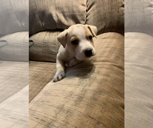 American Bully-Boxer Mix Puppy for sale in SKAMANIA, WA, USA