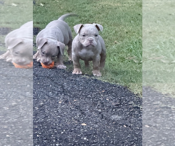 Medium Photo #6 American Bully Puppy For Sale in MOUNT OLIVE, AL, USA