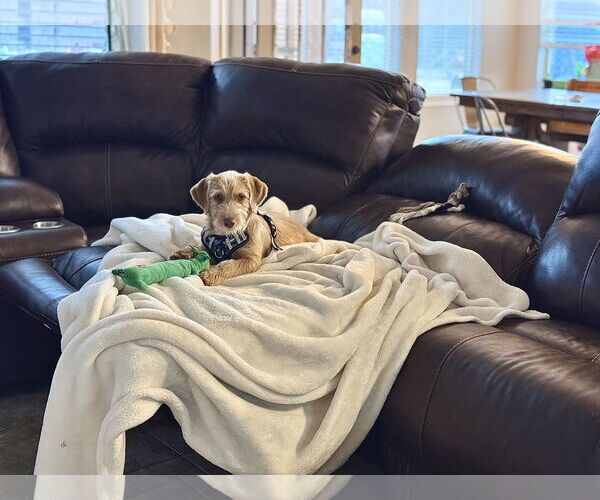 Medium Photo #5 Mutt Puppy For Sale in Rosenberg, TX, USA