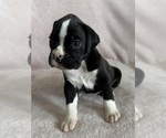 Small #8 Boxer
