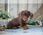 Small #2 Dachshund
