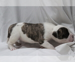Small Photo #18 American Bulldog Puppy For Sale in MECHANICSVILLE, VA, USA