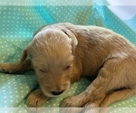 Small Photo #15 Goldendoodle-Poodle (Standard) Mix Puppy For Sale in GREENVILLE, SC, USA