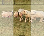 Small Photo #19 Dogo Argentino Puppy For Sale in ARLINGTON, TX, USA