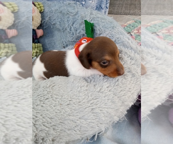 Medium Photo #5 Dachshund Puppy For Sale in COFFEYVILLE, KS, USA