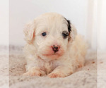 Puppy 5 Miniature Bernedoodle