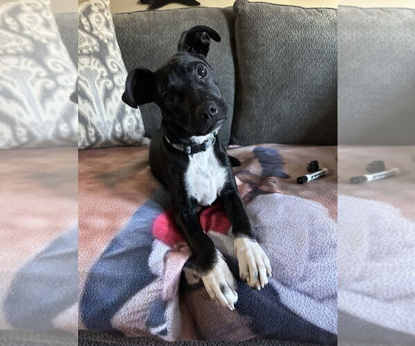 Medium Photo #3 Boston Terrier-Unknown Mix Puppy For Sale in Brewster, NY, USA