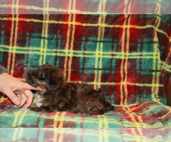 Medium Photo #10 Yorkiepoo mix (+ Poodle Toy) Puppy For Sale in DYERSBURG, TN, USA