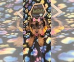 Small Photo #4 Yorkshire Terrier Puppy For Sale in AKRON, OH, USA