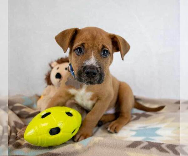 Medium Photo #5 Boxer-Unknown Mix Puppy For Sale in Kennesaw, GA, USA