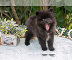 Small Photo #8 Pomeranian Puppy For Sale in SALEM, IN, USA