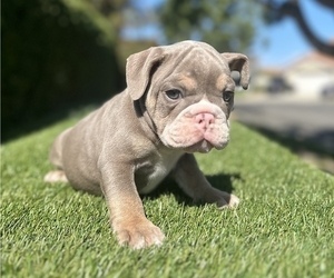 English Bulldog Puppy for sale in RIVERSIDE, CA, USA
