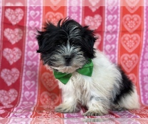 Havanese Puppy for sale in LANCASTER, PA, USA