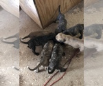 Small Photo #15 Presa Canario Puppy For Sale in MESA, AZ, USA