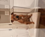 Small Bullboxer Pit