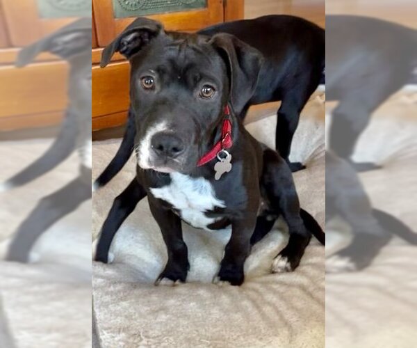 Medium Photo #4 American Staffordshire Terrier-Labrador Retriever Mix Puppy For Sale in Holly Springs, NC, USA