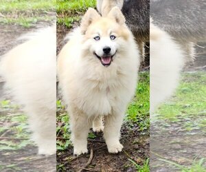 Bear Kendall - Male Pomsky Dog for Adoption - Photo #2