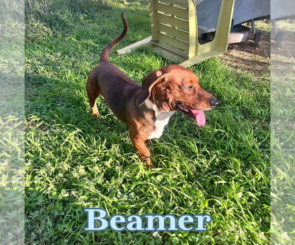 Medium Photo #4 Dachshund Puppy For Sale in San Antonio, TX, USA