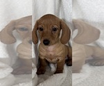 Dixie - Female Dachshund Puppy for Sale - Photo #6