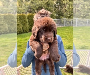 Newfoundland Puppy for sale in BELLINGHAM, WA, USA
