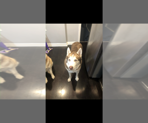 Medium Photo #4 Siberian Husky Puppy For Sale in OWINGS MILLS, MD, USA