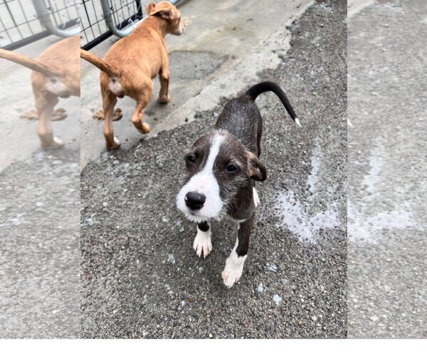 Medium Photo #1 Mutt Puppy For Sale in Tracy City, TN, USA