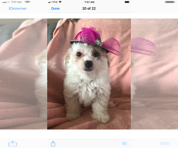 Medium Photo #3 Maltese-Poodle (Toy) Mix Puppy For Sale in SARASOTA, FL, USA
