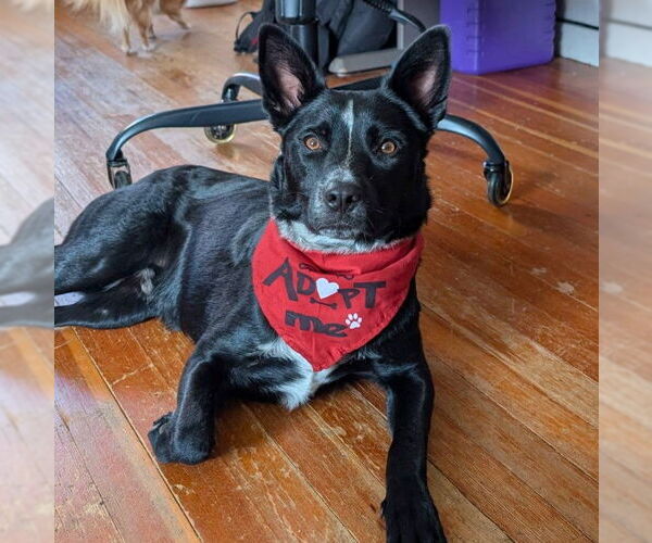 Medium Photo #1 Red Heeler-Unknown Mix Puppy For Sale in Laramie, WY, USA