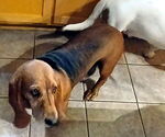 Small #5 Basset Hound