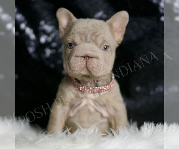 Medium Photo #3 French Bulldog Puppy For Sale in WARSAW, IN, USA