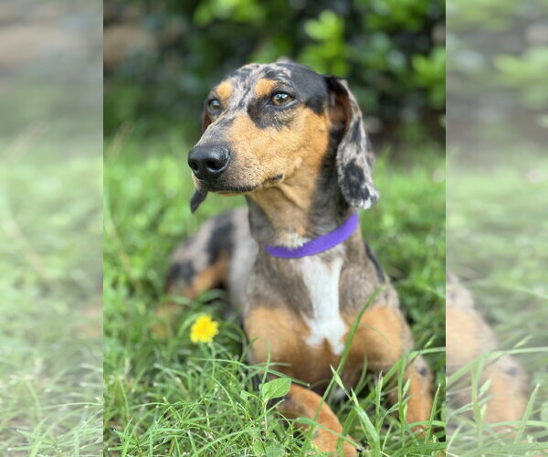 Medium Photo #4 Dachshund Puppy For Sale in PIPE CREEK, TX, USA