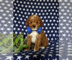 Poodle (Miniature) Puppy for sale in CHRISTIANA, PA, USA