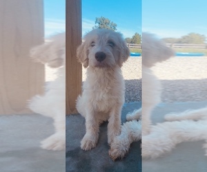 Labradoodle Puppy for sale in WALSTONBURG, NC, USA