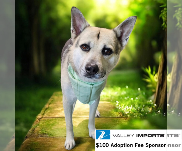 Medium Photo #5 Siberian Husky-Unknown Mix Puppy For Sale in Fargo, ND, USA