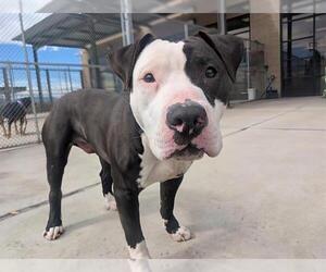 Mutt Dogs for adoption in Denver, CO, USA