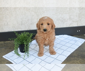 Goldendoodle (Miniature) Puppy for Sale in STRASBURG, Pennsylvania USA