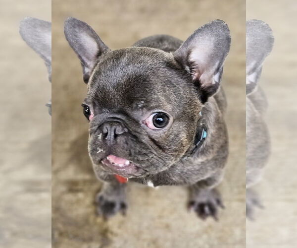 Medium Photo #5 French Bulldog Puppy For Sale in Lake elsinore, CA, USA