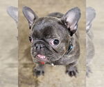 Small #4 French Bulldog