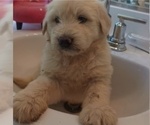 Small #11 Goldendoodle