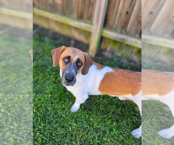 Medium Photo #2 Basset Hound-Unknown Mix Puppy For Sale in Brookville, OH, USA