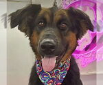 Small #16 German Shepherd Dog Mix