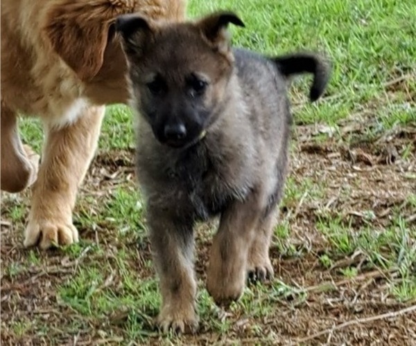 Medium Photo #1 German Shepherd Dog Puppy For Sale in LACEYS SPRING, AL, USA
